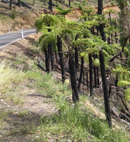 Ferns